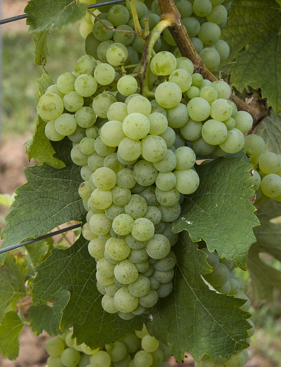 Merlot Blanc